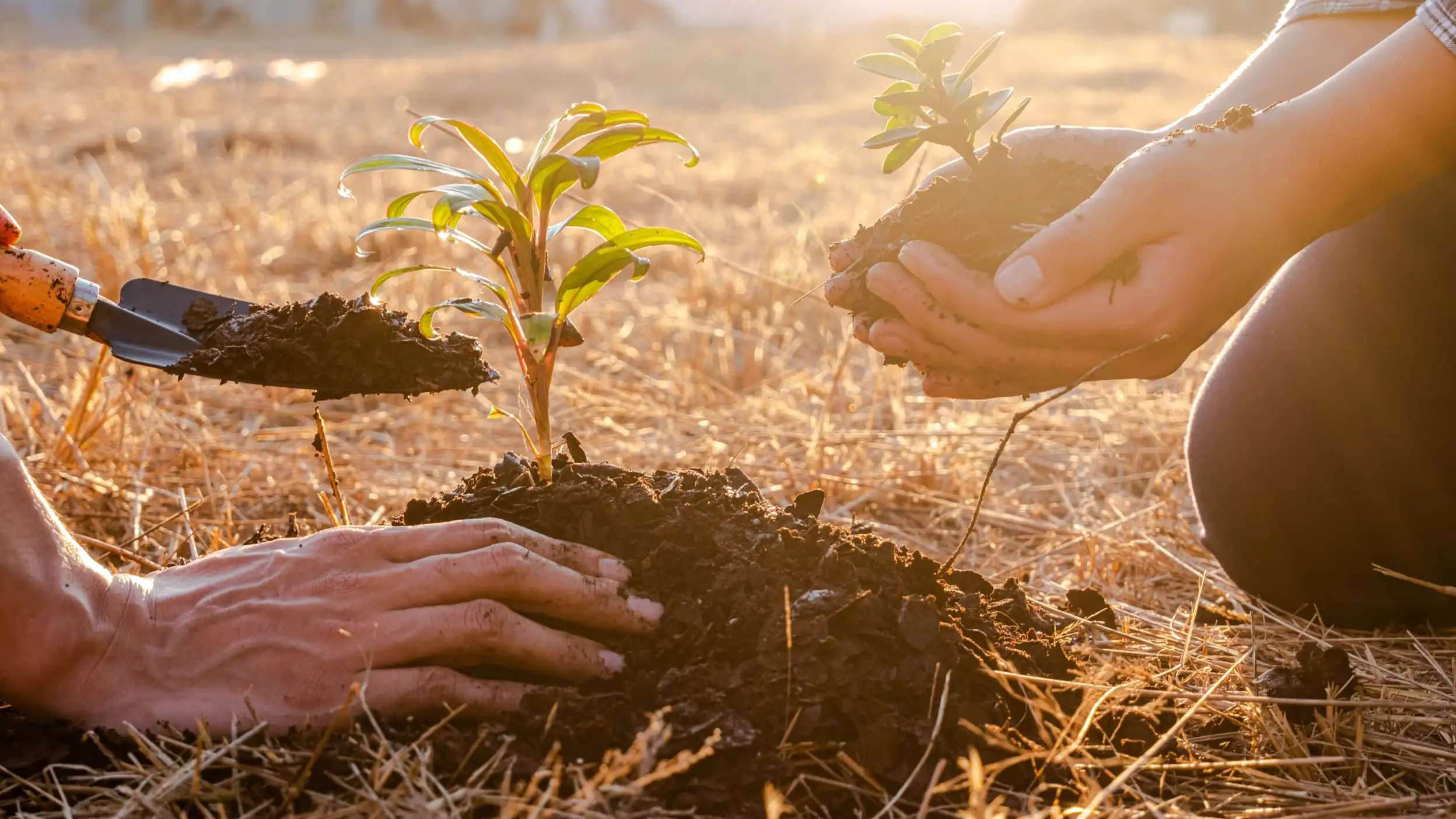lifestyleSustainability Web Banner