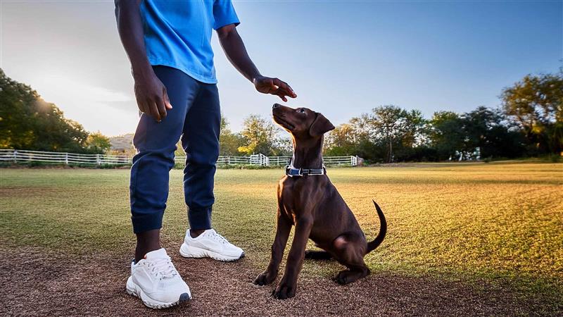 Scott-Dog-crate-training-guide-FA