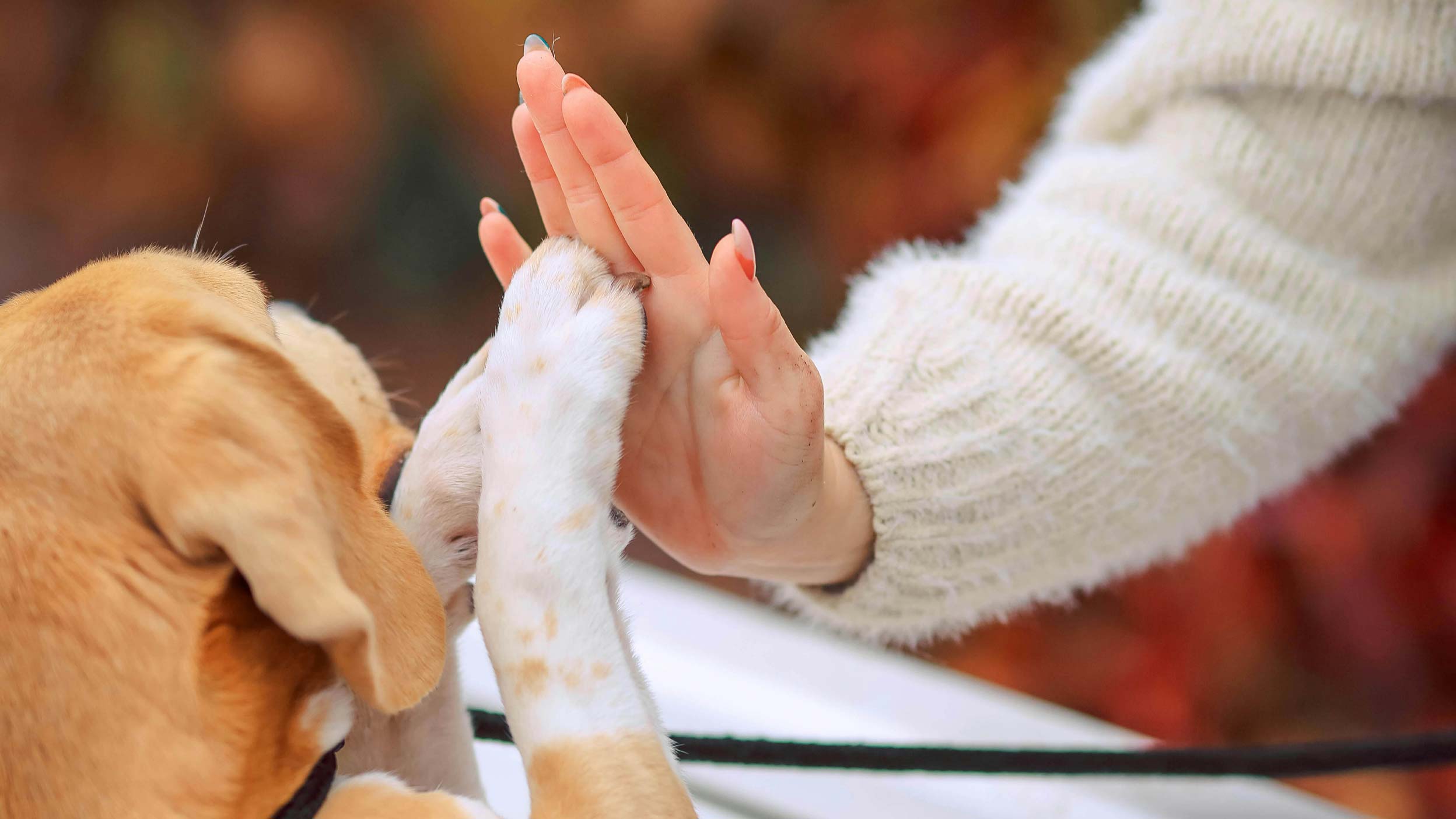 Scott-Dog-header-article4-FA