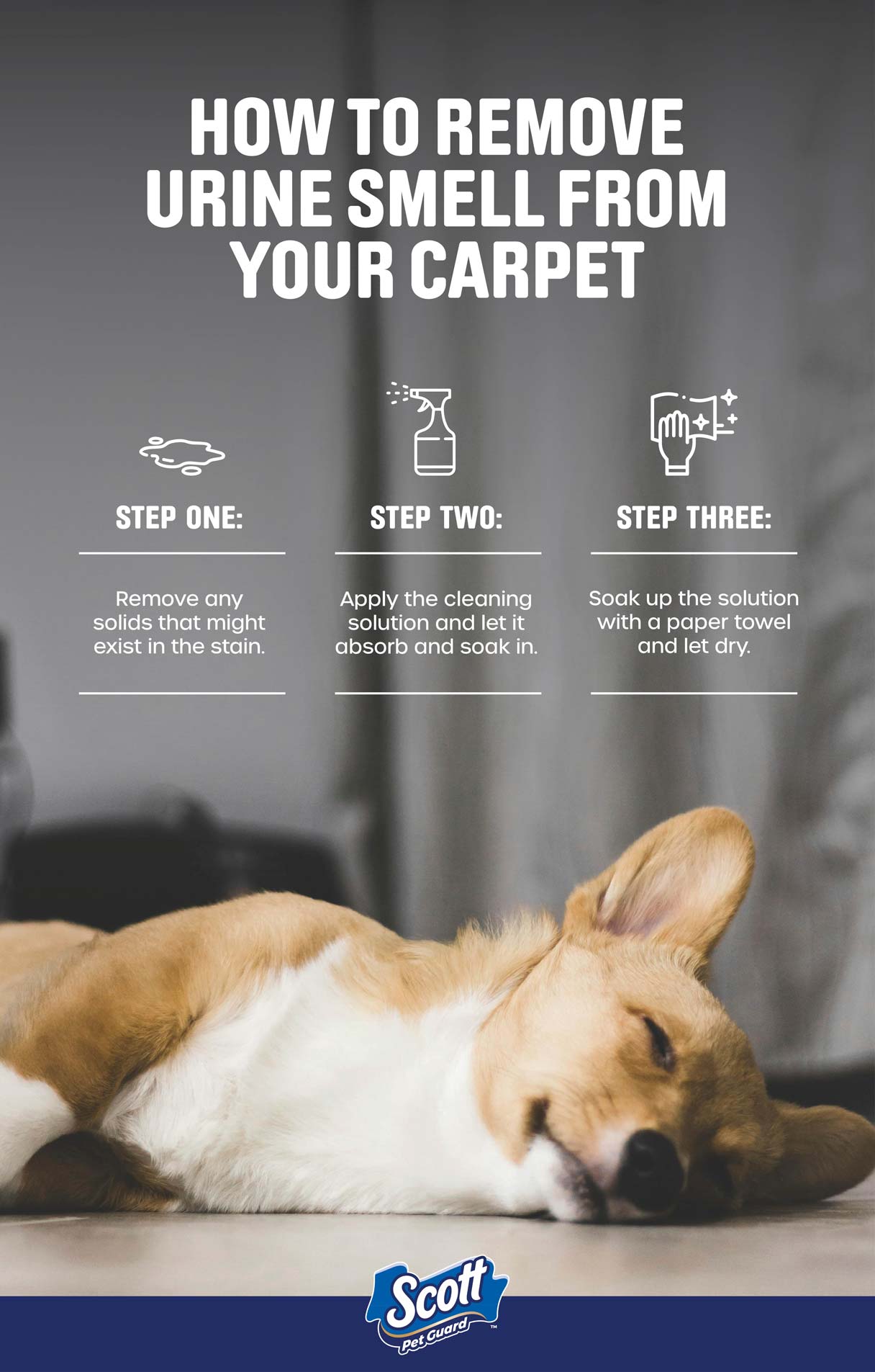 How remove pet urine smell from carpet?