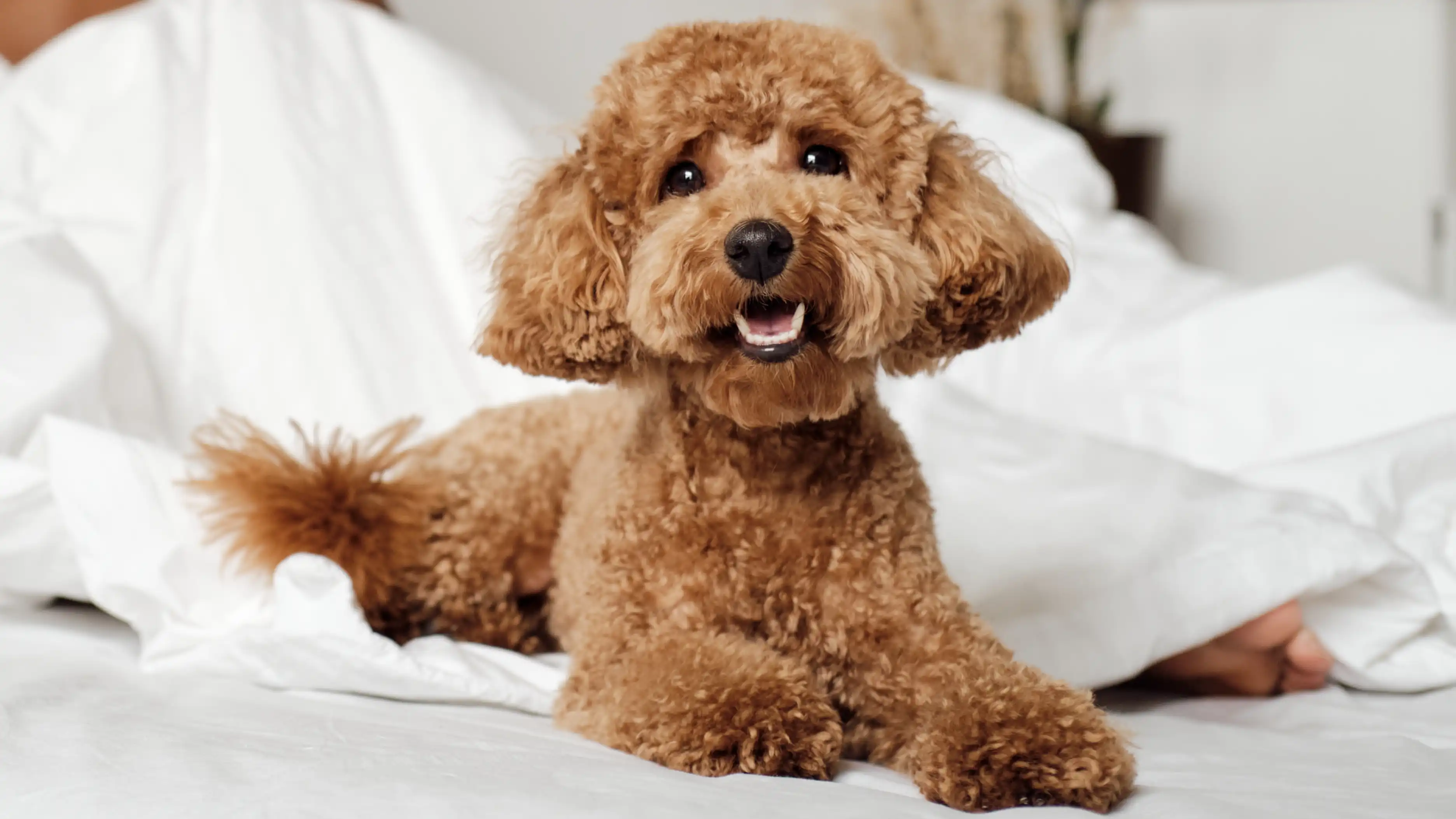 Pet Pee Web Banner