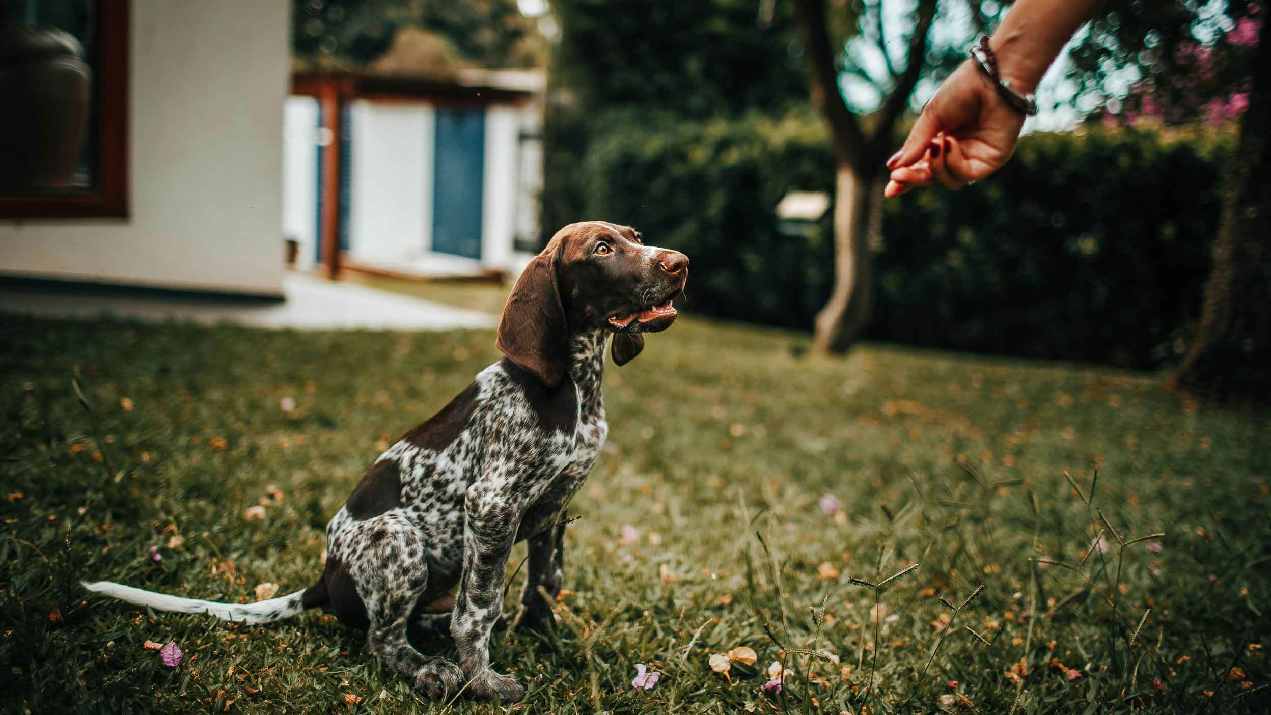 Scott-Dog-header-article8-FA