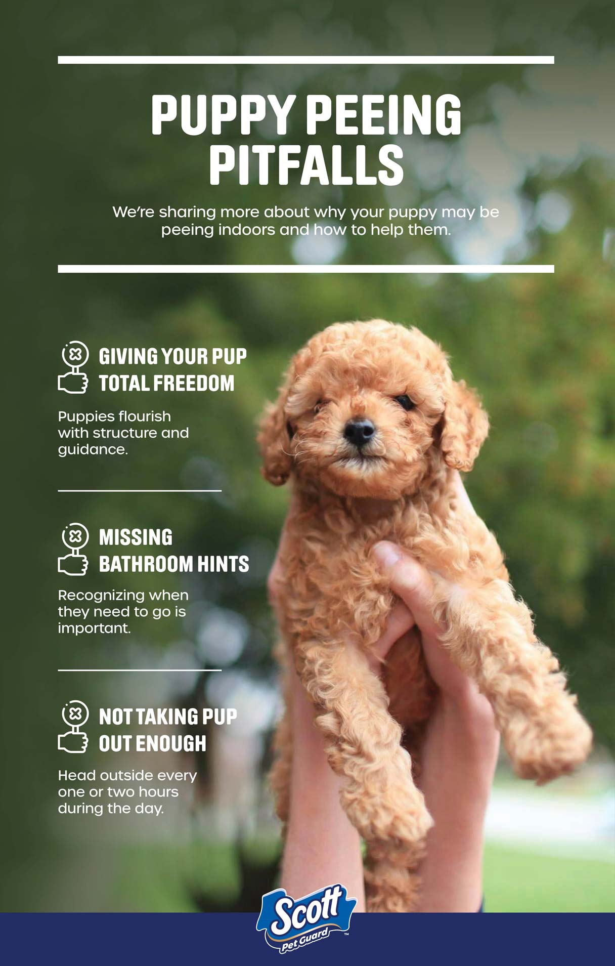 Puppy potty training mistakes