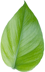 Green Leaf Era 6 Image.