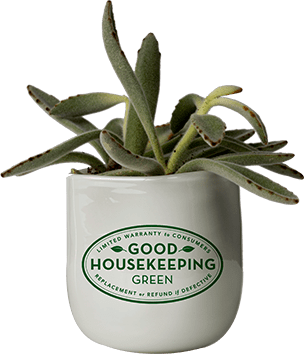 Good Housekeeping Green Plant Era 6 Image.