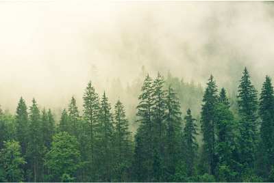 Picture of a forest with fog