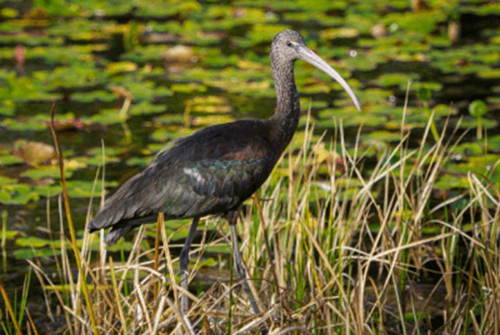 Picture of a Glossy Ibis